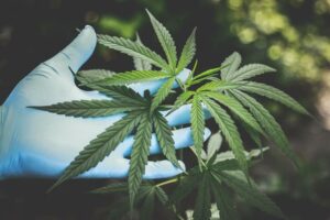 10 Best Insights On Cbd And Opioid Interactions